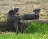 Manchester Terrier 9B080D-13